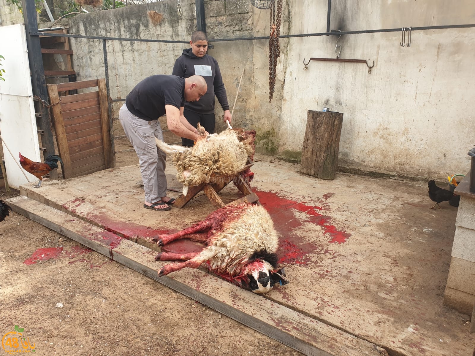  فيديو: خدمة لأهالي يافا - جمعية يافا عنوانكم لإحياء سنة العقائق والنذور 